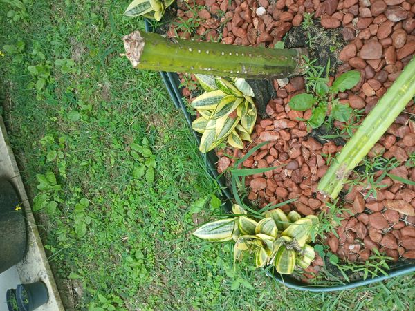 Identificação da planta Espada de são jorge por foto