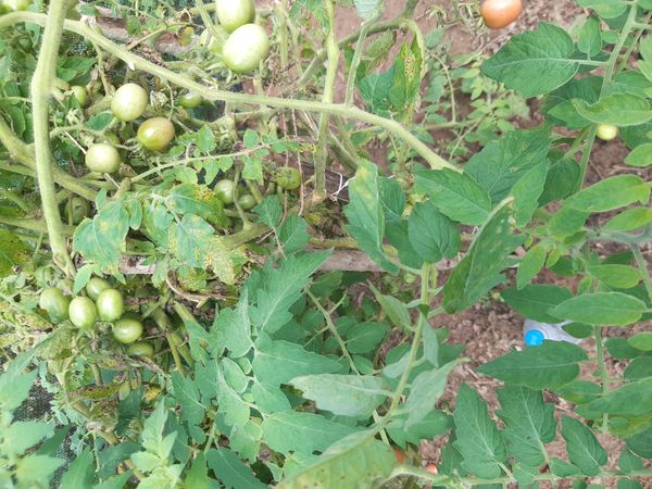 Identificação da planta Tomate por foto