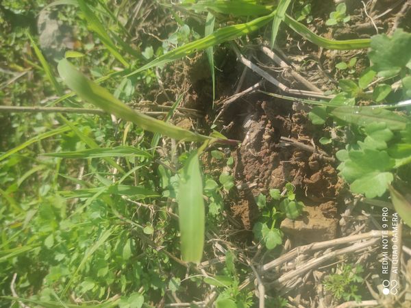 Identificação da planta capim-flutuante por foto