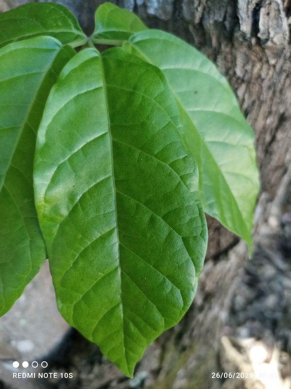 Identificação da planta Bacuri-sororoca por foto