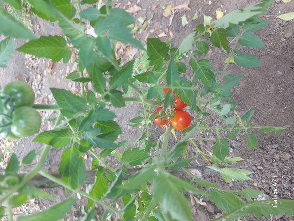 Identificação da planta Tomate cereja por foto