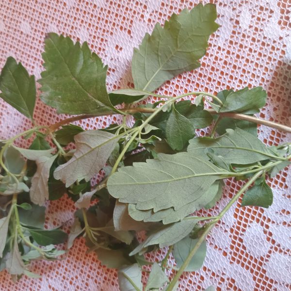 Identificação da planta Alfazema por foto