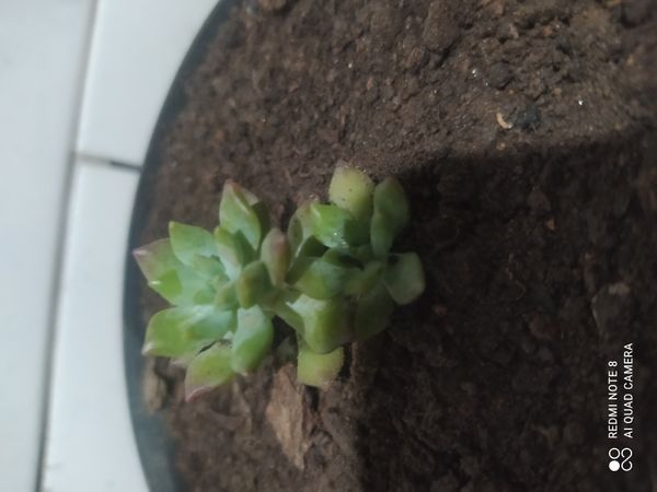 Identificação da planta Sedum rubrotinctum por foto