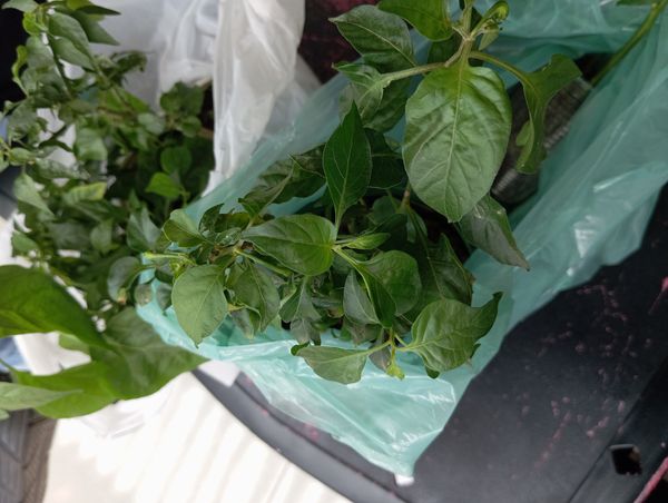 Identificação da planta Malagueta por foto