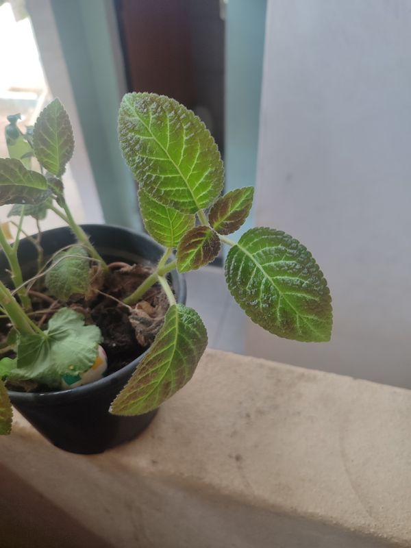 Identificação da planta Peixinho por foto