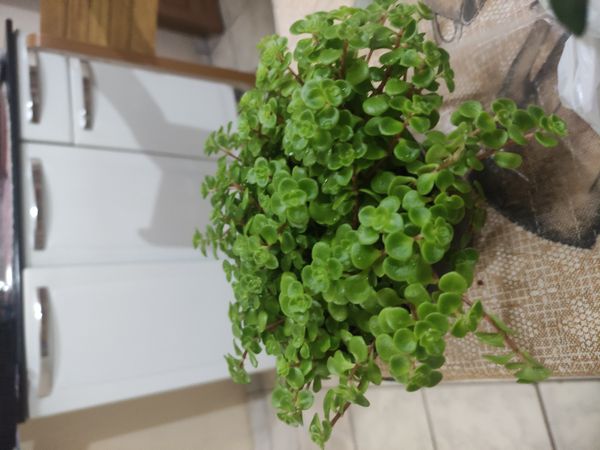 Identificação da planta Brilhantina por foto