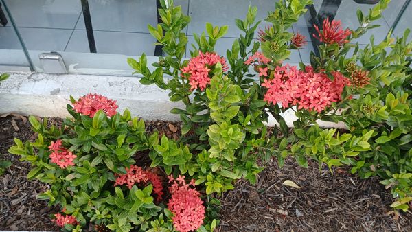 Identificação da planta Ixora por foto