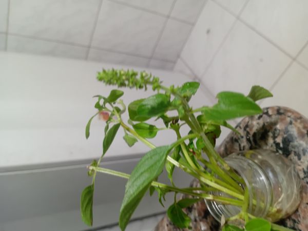 Identificação da planta Manjericão por foto