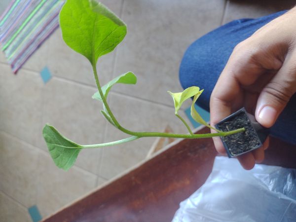 Identificação da planta Berinjela por foto