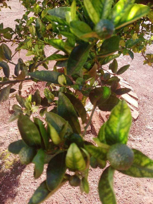 Identificação da planta Limão galego por foto