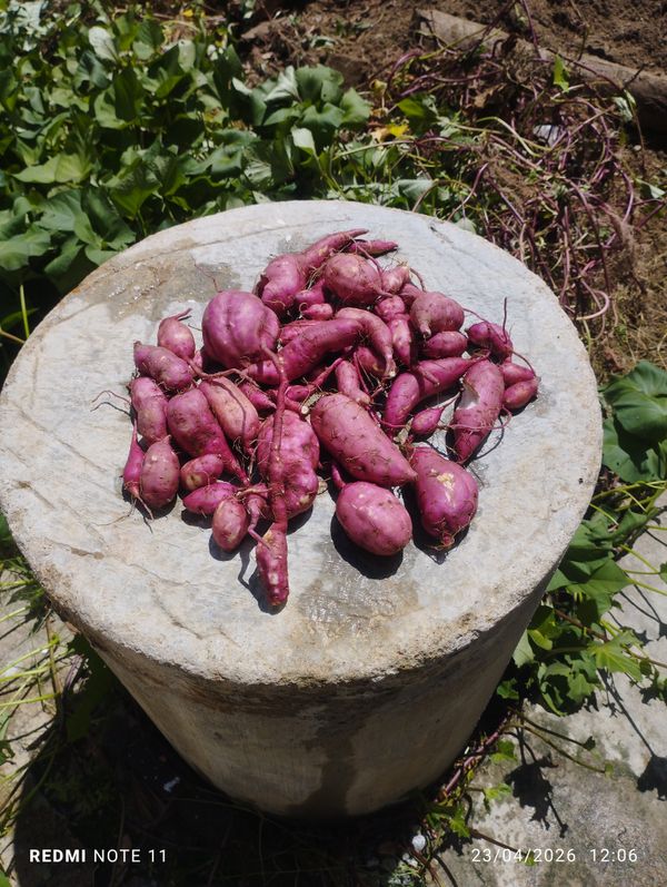 Identificação da planta Batata-doce por foto