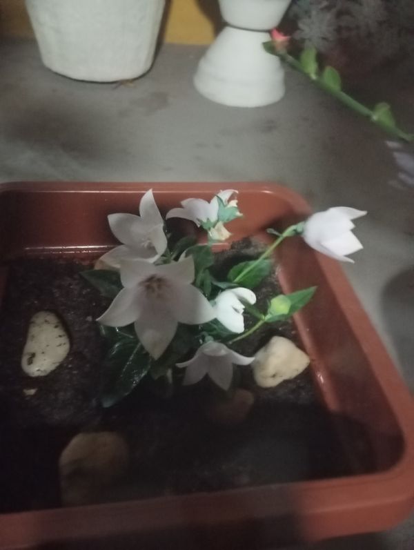 Identificação da planta Campainha-chinesa por foto