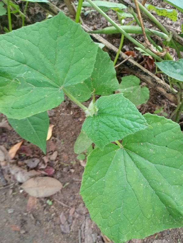 Identificação da planta Pepino por foto