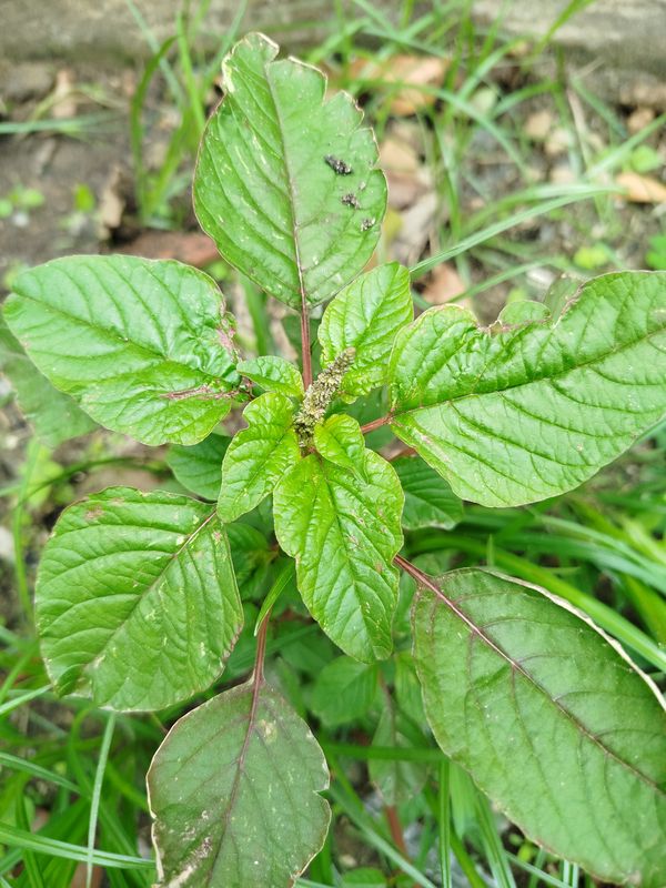 Identificação da planta Bredo por foto