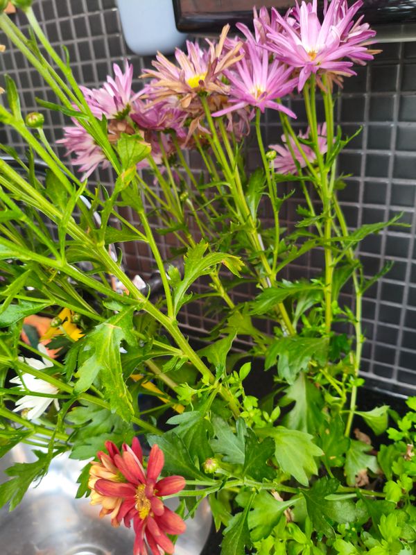 Identificação da planta Piretro por foto