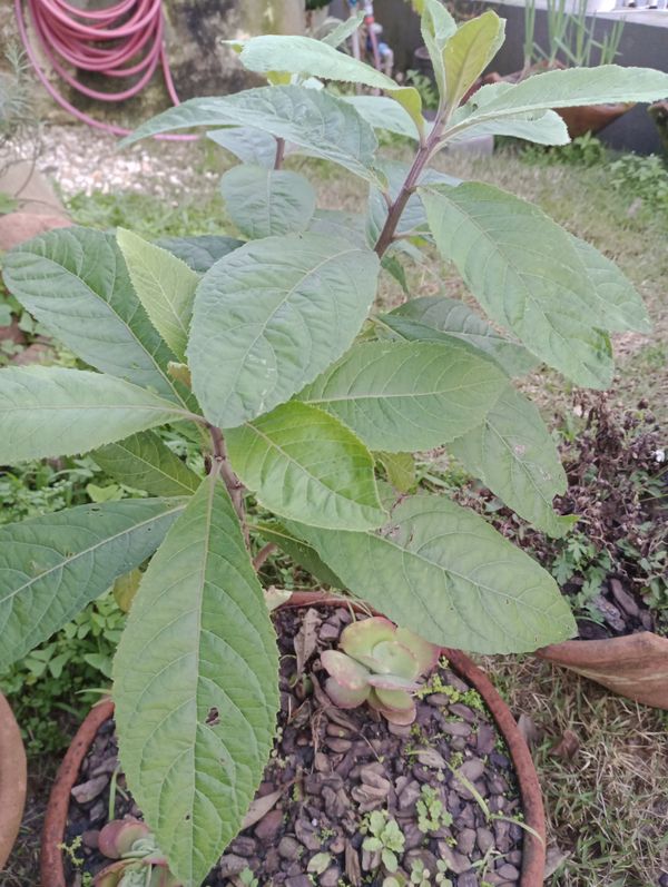 Identificação da planta Assa-peixe, língua-de-vaca, chamarrita, erva-de-mula, orelha-de-mula, mata-pasto, chamarita, chambarita, erva-de-laguna, laguneira por foto