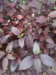 Identificação da planta Penicuíca por foto