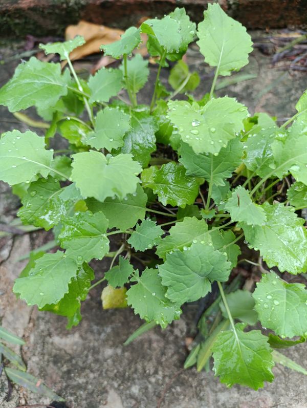 Identificação da planta Nabo por foto