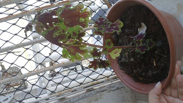 Identificação da planta Coração-magoado por foto