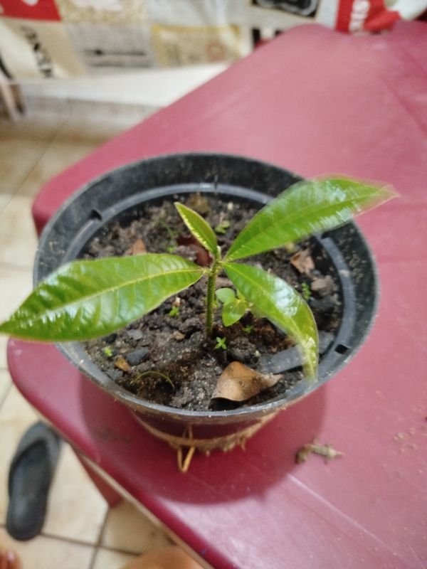Identificação da planta Carvalho colombiano por foto