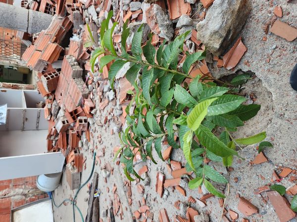 Identificação da planta Goiabeira por foto