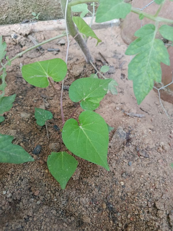 Identificação da planta Corda-de-viola por foto