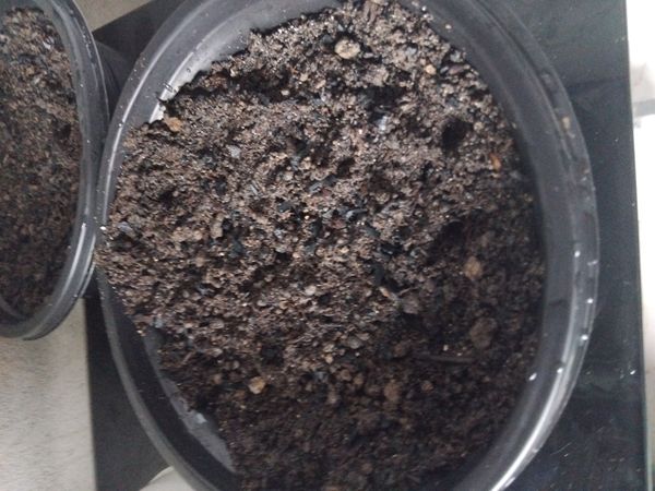 Identificação da planta pedras-vivas por foto