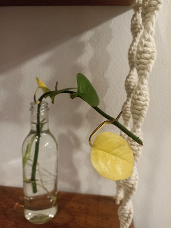 Identificação da planta Jiboia por foto