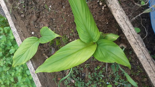 Identificação da planta Cúrcuma por foto