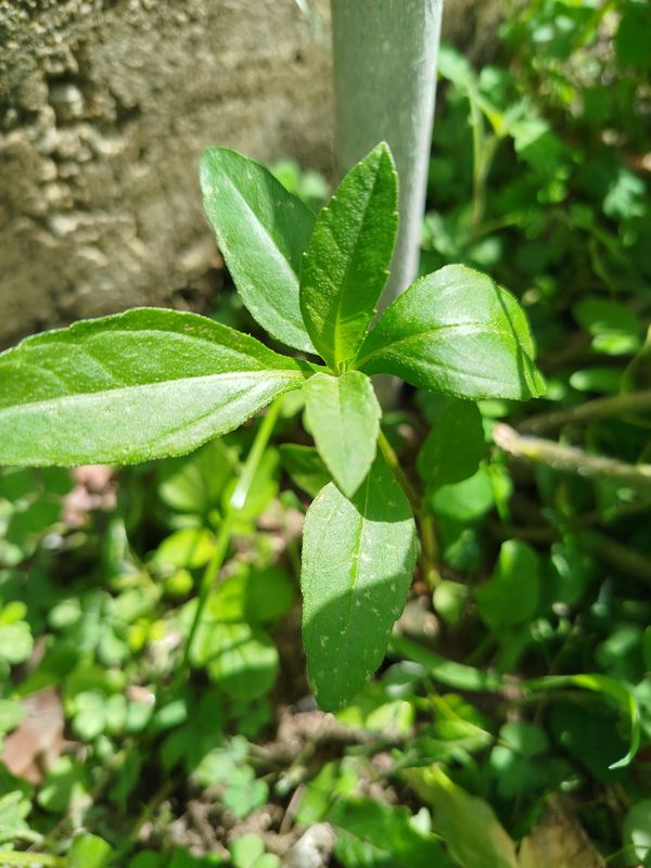 Identificação da planta Erva botão por foto