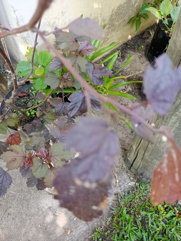Identificação da planta Vinagreira por foto