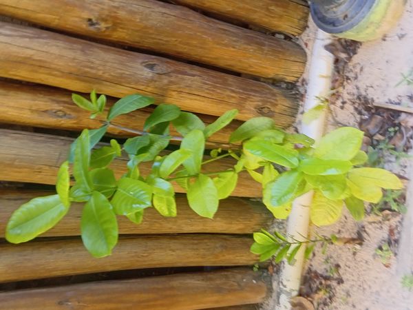 Identificação da planta Ixoria por foto