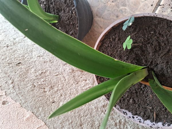Identificação da planta Bela-dona por foto