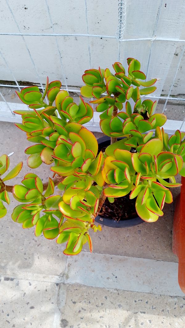 Identificação da planta Planta-jade por foto