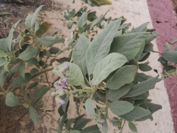 Identificação da planta Cuvitinga por foto
