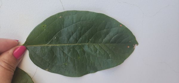 Identificação da planta Lótus por foto