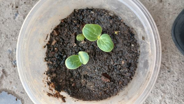 Identificação da planta Pepino por foto