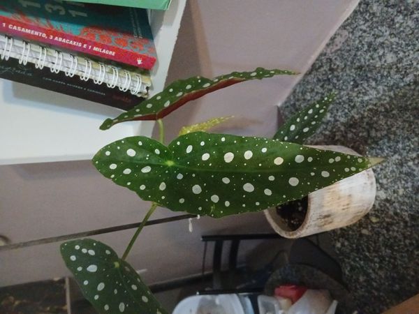 Identificação da planta Begônia maculata por foto