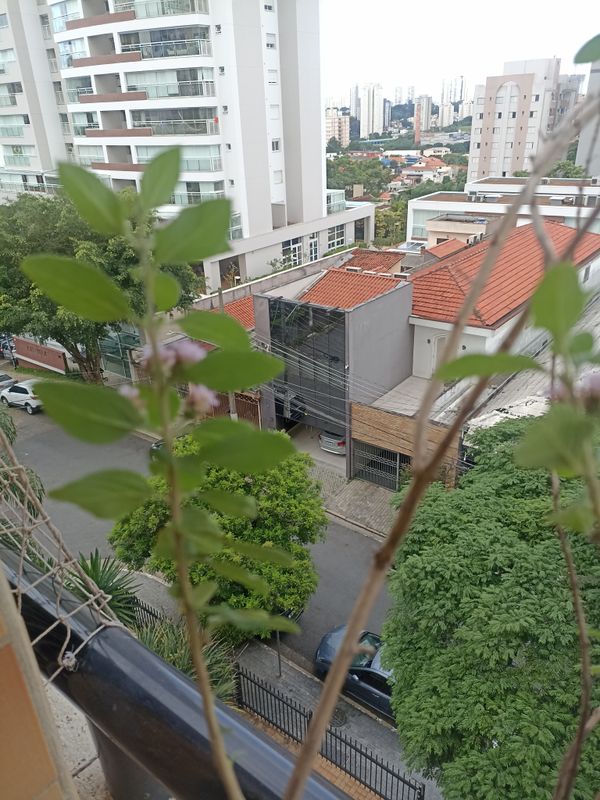 Identificação da planta Cidreira por foto