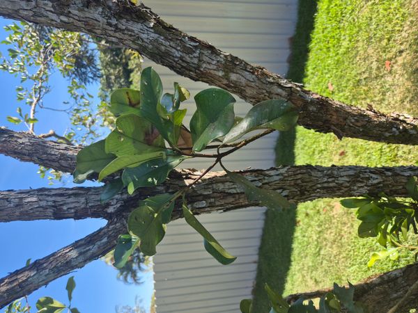Identificação da planta Grumixama por foto