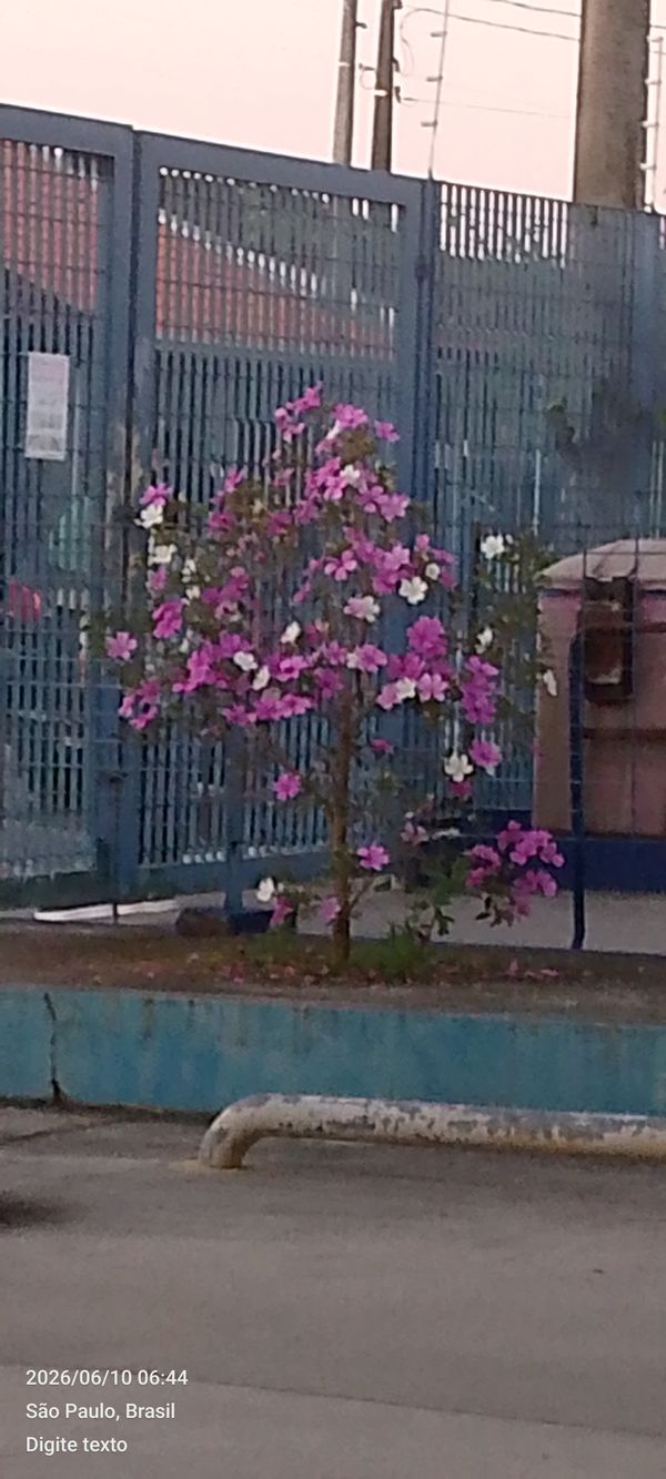 Identificação da planta Manacá da serra por foto