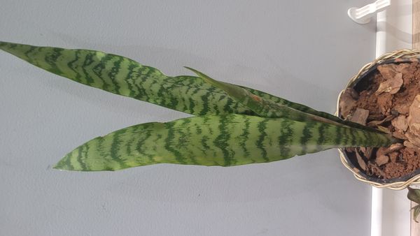 Identificação da planta Espada de São Jorge por foto
