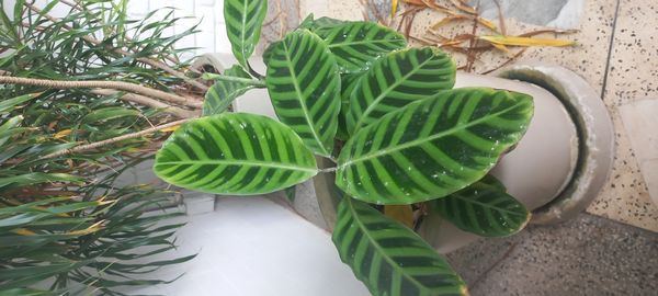 Identificação da planta Maranta, Sassará por foto