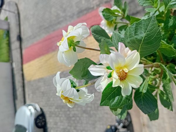 Identificação da planta Dália por foto