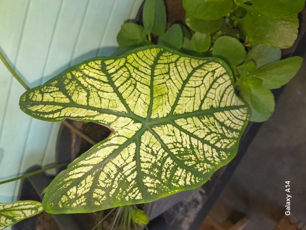 Identificação da planta Tinhorão por foto