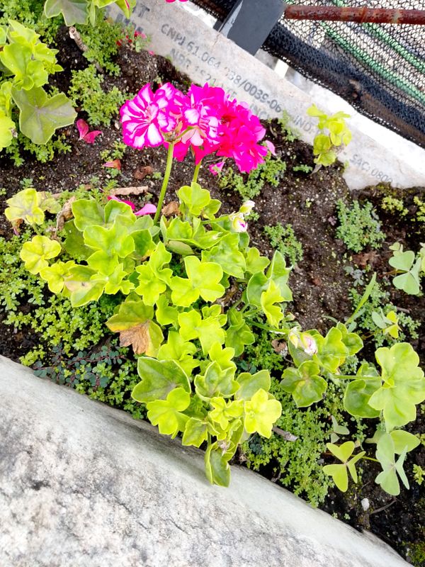 Identificação da planta Hera-de-flor por foto