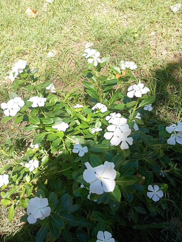Identificação da planta Vinca por foto