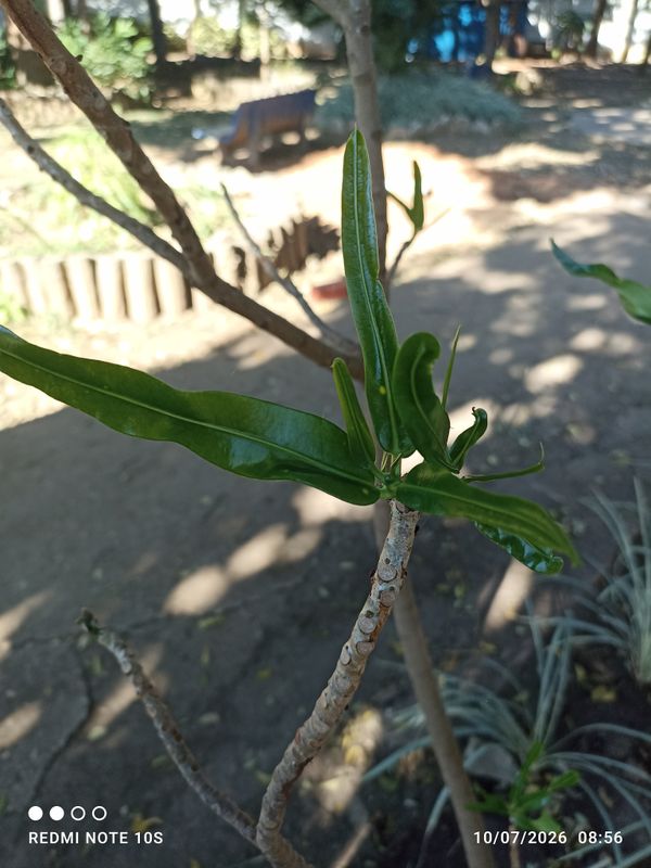 Identificação da planta Chapéu-de-napoleão por foto