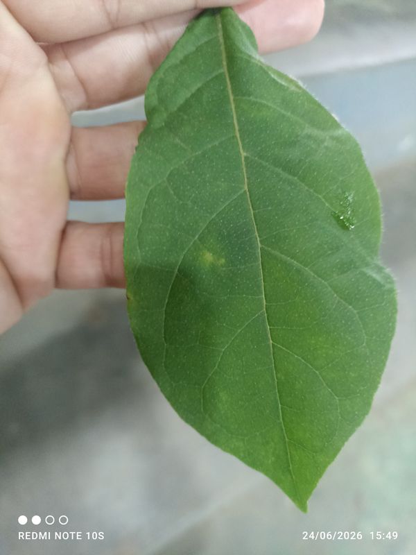 Identificação da planta Louro-bravo por foto