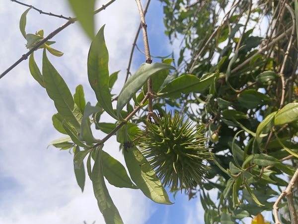Identificação da planta Alamanda por foto